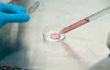 STEM cell Serum-Free Media