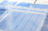 Agarose pre-cast gels