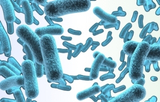 Bacteriology