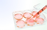 Cell-based assay 