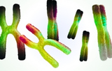 Cytogenetics