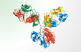 Antibodies for CGT