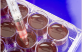 Ultra-Low Binding Culture Plates