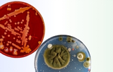 Microbiology