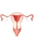 Female Reproductive System