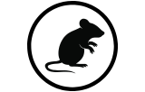 Anti-Mouse primary antibody in vivo