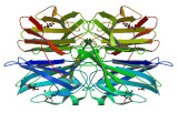 Lectins and glycobiology kits