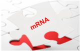 mRNA