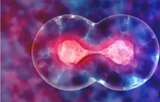 Primary Cells