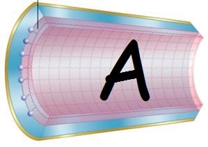 Protein A purification