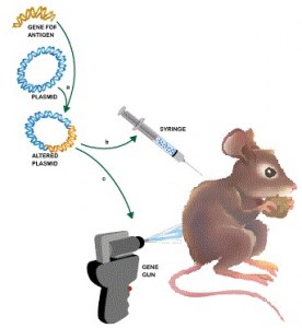 Mouse monoclonals production after genetic immunization