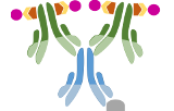 ABC Kits (Avidin/Biotin Complex)