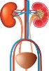 Urinary system