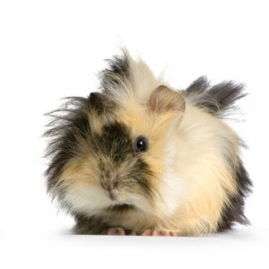 Custom service : Guinea Pig polyclonals production