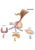 Human primary cells - Endocrine system