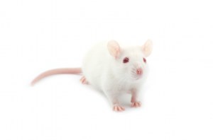 Transgenic Mice