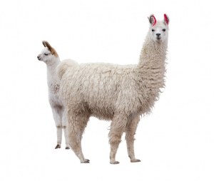 Llama monoclonals production