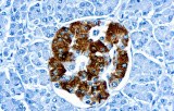 Anti-Insulin CE/IVD for IHC - Gastrointestinal pathology