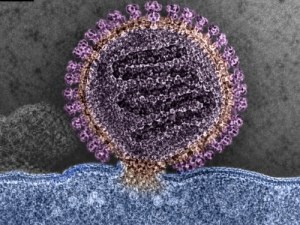 Comprehensive Research Solutions for CCHFV Studies