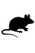 Antibody arrays - Mouse