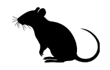 Rat