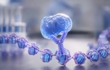 Chromatin immunoprecipitation