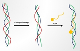 Collagen Hybridizing Peptides