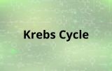 Ciclo de Krebs