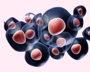 Hematopoietic stem cells