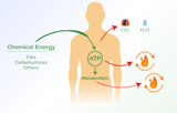 Kits de ensayo del metabolismo