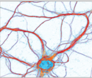 Neurociencia Molecular y Celular