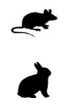 Ratón - Conejo