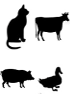Células primarias - Otras especies