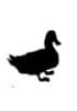 Células primarias de pato