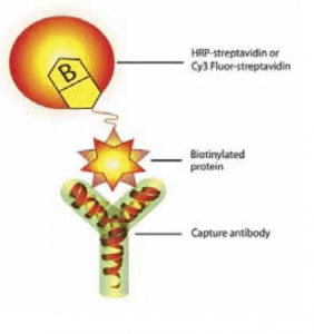 Label-Based Antibody Arrays