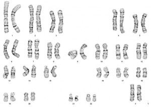 Custom Service: Karyotyping / Sex determination