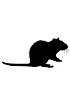 Rat cDNA clones