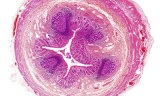 Direct PCR on animal tissues