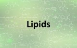 Lípidos