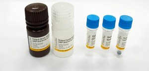 Pide anticuerpos primarios y recibe un kit de Western blot gratis