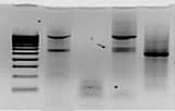 Productos Western blot