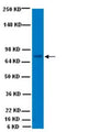 Western blot detection of ChAT using Anti-Choline Acetyltransferase (ChAT) Antibody (Cat. 315-CHAT). Gel was loaded with Mouse brain lysate. Proteins were transferred to the PVDF membrane, blocked, and then washed with a buffer. Primary antibody was incubated with sample at 1:1000 and then detected via chemiluminescence using rabbit anti-goat secondary antibody conjugated to HRP. Arrow indicates protein ChAT (~68-70 kDa).