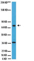 Western blot detection of ChAT using Anti-Choline Acetyltransferase (ChAT) Antibody (Cat. 315-CHAT). Gel was loaded with NIH/3T3 lysate. Proteins were transferred to the PVDF membrane, blocked, and then washed with a buffer. Primary antibody was incubated with sample at 1:1000 and then detected via ECL using rabbit anti-goat secondary antibody conjugated to HRP. Arrow indicates protein ChAT (~68-70 kDa).