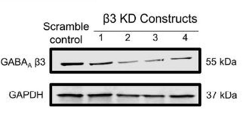 Western blot image of human BT549 cells labeling GABA-A, Beta 3 (Cat no 75-149, 1:1000). The cells were transduced with different lentiviral mediated GABAA beta 3 subunit knockdown constructs (lane 2-5). The image was kindly provided by Asha Suryanaraayanan, Department of Pharmaceutical Sciences, Saint Joseph's University.