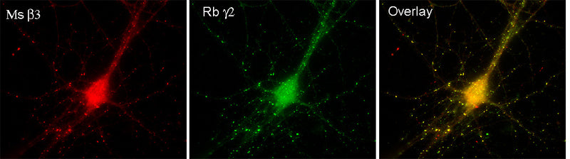Immunofluorescence of cultured hippocampal neurons with N87/25 (red) and GABA-A-R-Gamma2 rabbit polyclonal (green). Images courtesy of Angel de Blas (University of Connecticut).