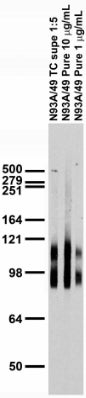 Adult rat brain membrane immunoblot.