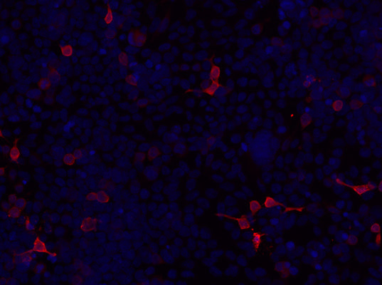 Immunolabeling of permeabilized HEK293 cells specifically labeling intracellular Kv1.2 (Cat no 75-008, 1:200, red) and DAPI labelling DNA (blue). Images kindly provided by Ivan Talucci and Maric Hans, Rudolf Virchow Center for Integrative and Translational Bioimaging.