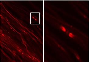 Immunolabeling of permeabilized mouse teased fibers, where in red is the juxta-paranodal staining for Kv1.2 (Cat no 75-008, 1:200, red). Murine sciatic nerves were dissected from hind limbs, fixed in 4% paraformaldehyde, and washed in PBS. The epineurium was removed prior to teasing. Teased fibers were air-dried and stored at −20°C until further usage. Obj. 63x, scale bar = 10um. Images kindly provided by Ivan Talucci and Maric Hans, Rudolf Virchow Center for Integrative and Translational Bioimaging.