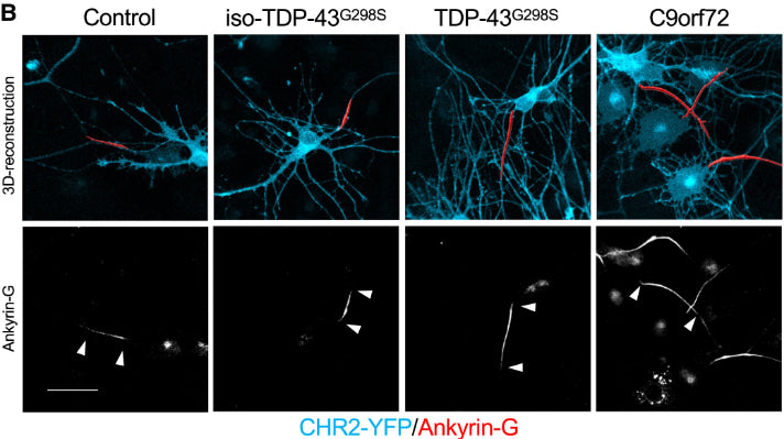 Reconstructions of the AIS (red) pooled from 3 independent experiments in 2 week wild-type (n = 27), iso-TDP-43G298S (n = 31), TDP-43G298S (n = 32), and C9orf72-3 (n = 21) MNs based on AnkG (cat. 75-146; red) immunofluorescence staining. Counterstained against CHR2-YFP (cyan). White arrows indicate start and end positionsImage from publication CC-BY-4.0. PMID: 38019651