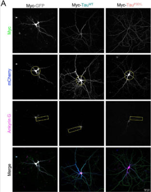 Representative confocal images showing the morphology of DIV21 primary hippocampal neurons over-producing mCherry (blue; circle highlights the complexity in panel 2, i.e. the number of processes that cross the circle is representative of the number of processes per cell) as well as EGFP–DHFR (−MTS; green; top panel) or Su9-EGFP–DHFR (+MTS; green; top panel) in the presence or absence of 100 nM MTX. Axons were stained with ankyrin-G (cat. 75-146, 1:400; magenta). CC-BY-4.0. PMID:37315917
